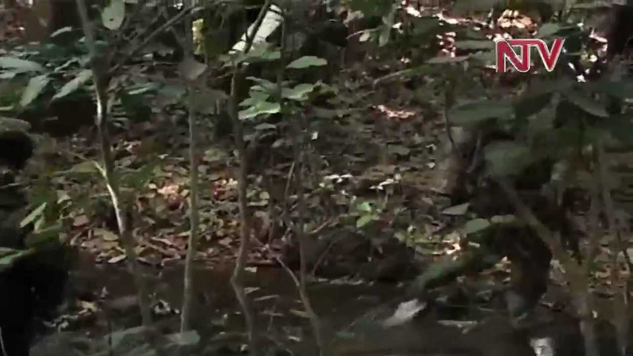 Army suspends hunt for Kony in C.A.R