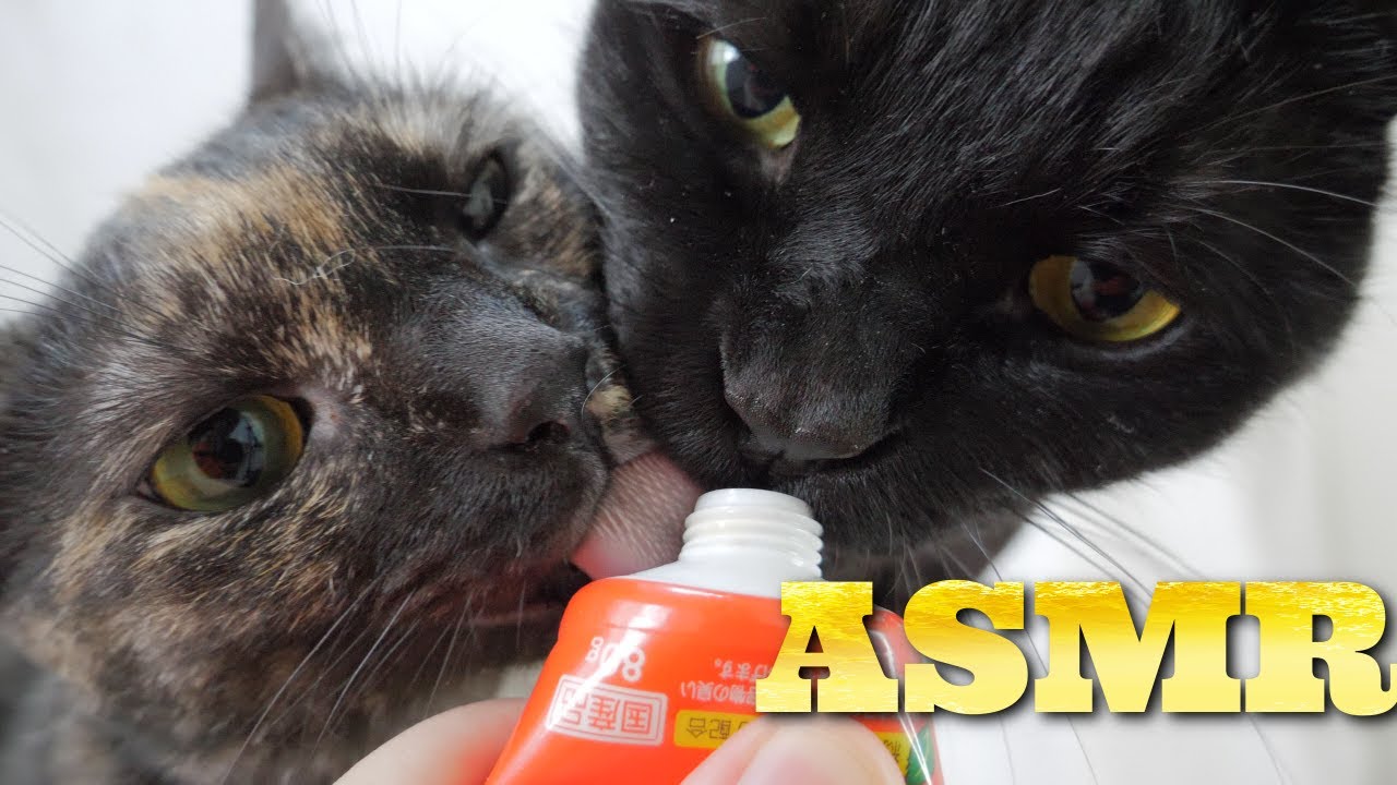 【ASMR】Кошка, поедающая трубку Чуру🐈🎧