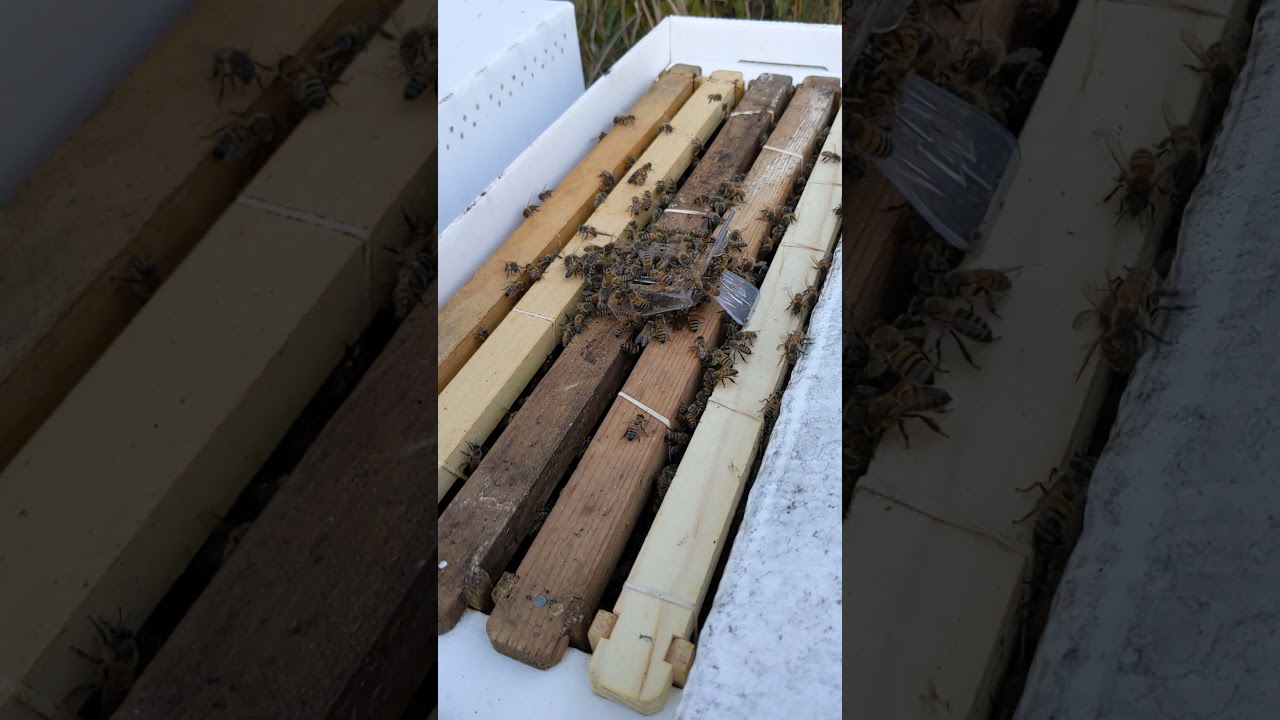 Reuniting a Partial Abscond  From a Live Honey Bee hive Removal