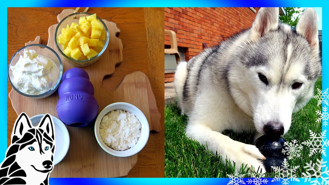 DIY PINA COLADA KONG FOR DOGS  | Frozen Dog Treats | Snow Dogs Snacks 74 | DIY Dog Treats
