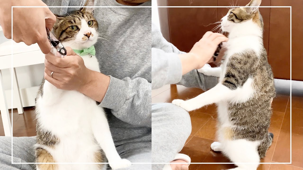 爪切りとブラッシングに協力的な猫がこちらです。笑【4K猫動画】