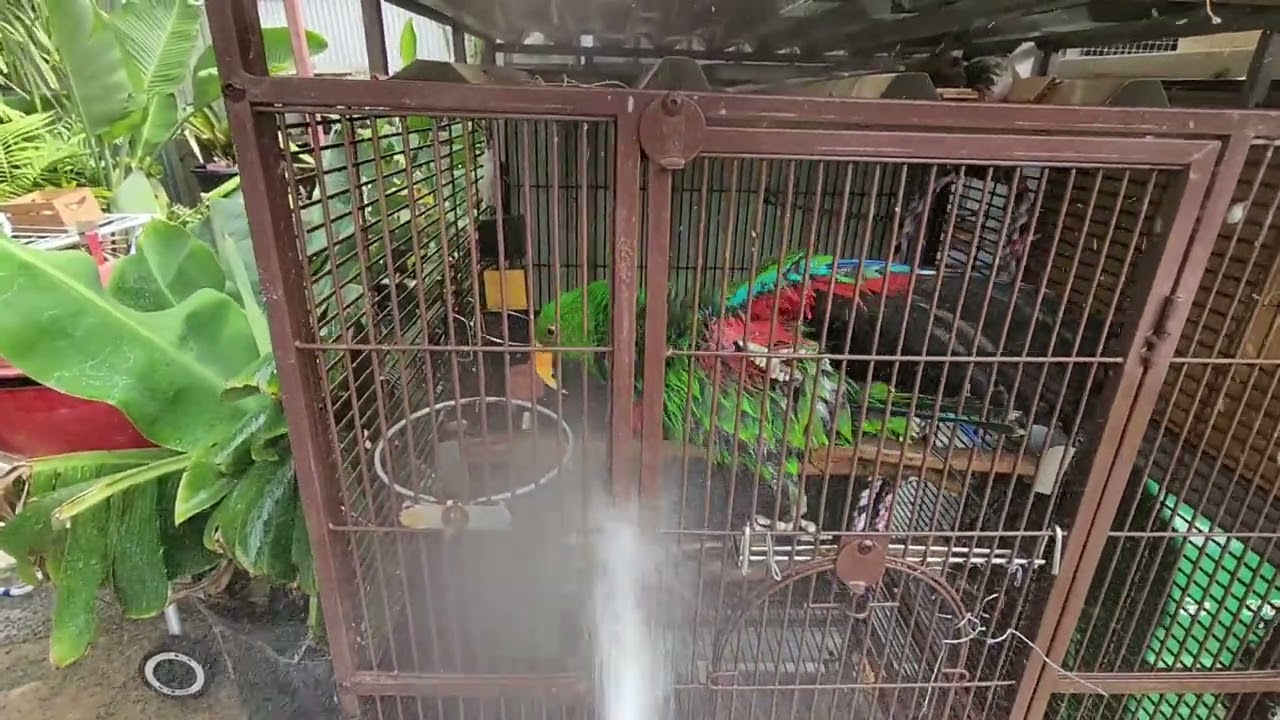 Pleasant surprise#pets#pov#parrot #babyblues #viralvideos#fypシ #yt #breederpair #handraised #birds 