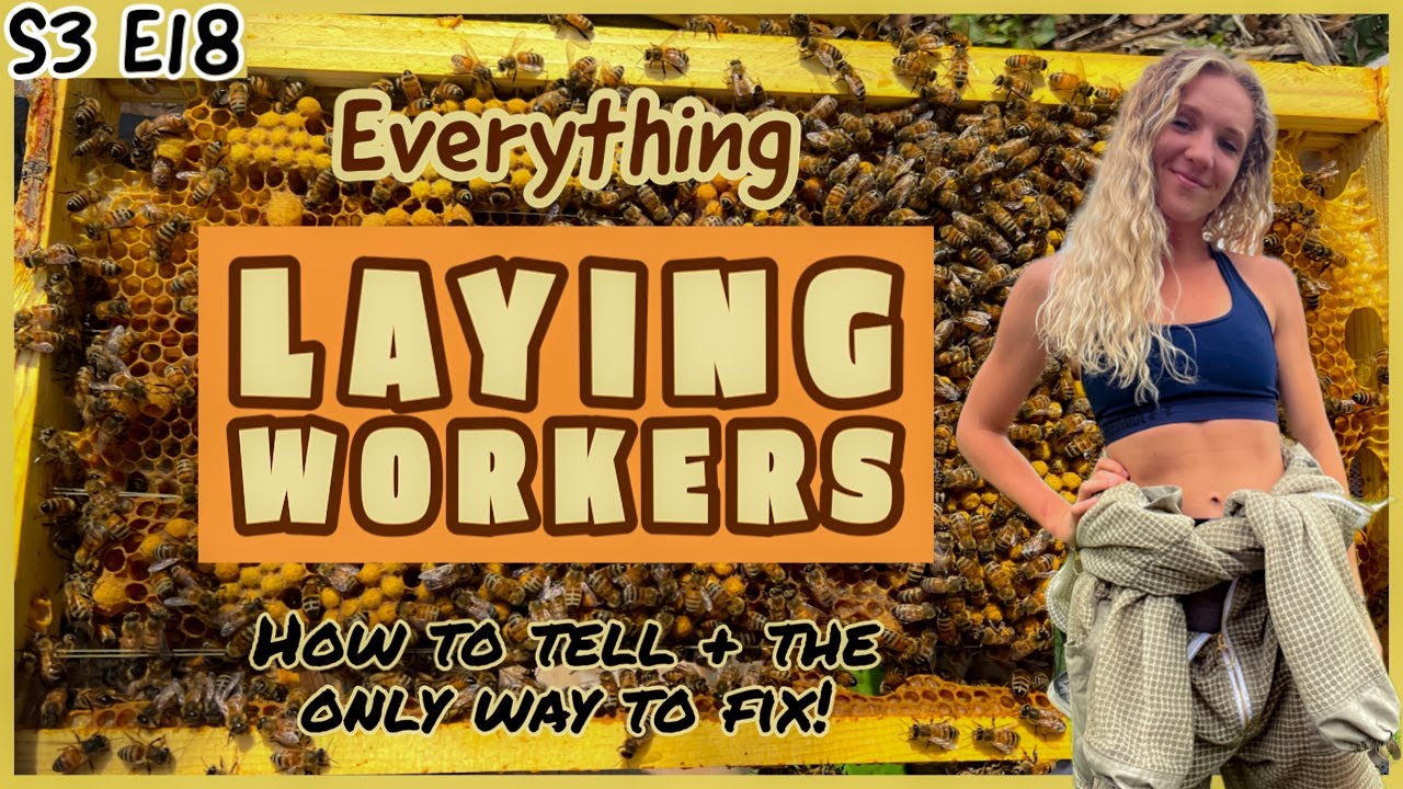 Do You Have Laying Workers? This Is HOW To Fix Them / Beekeeping 101 #beekeeping