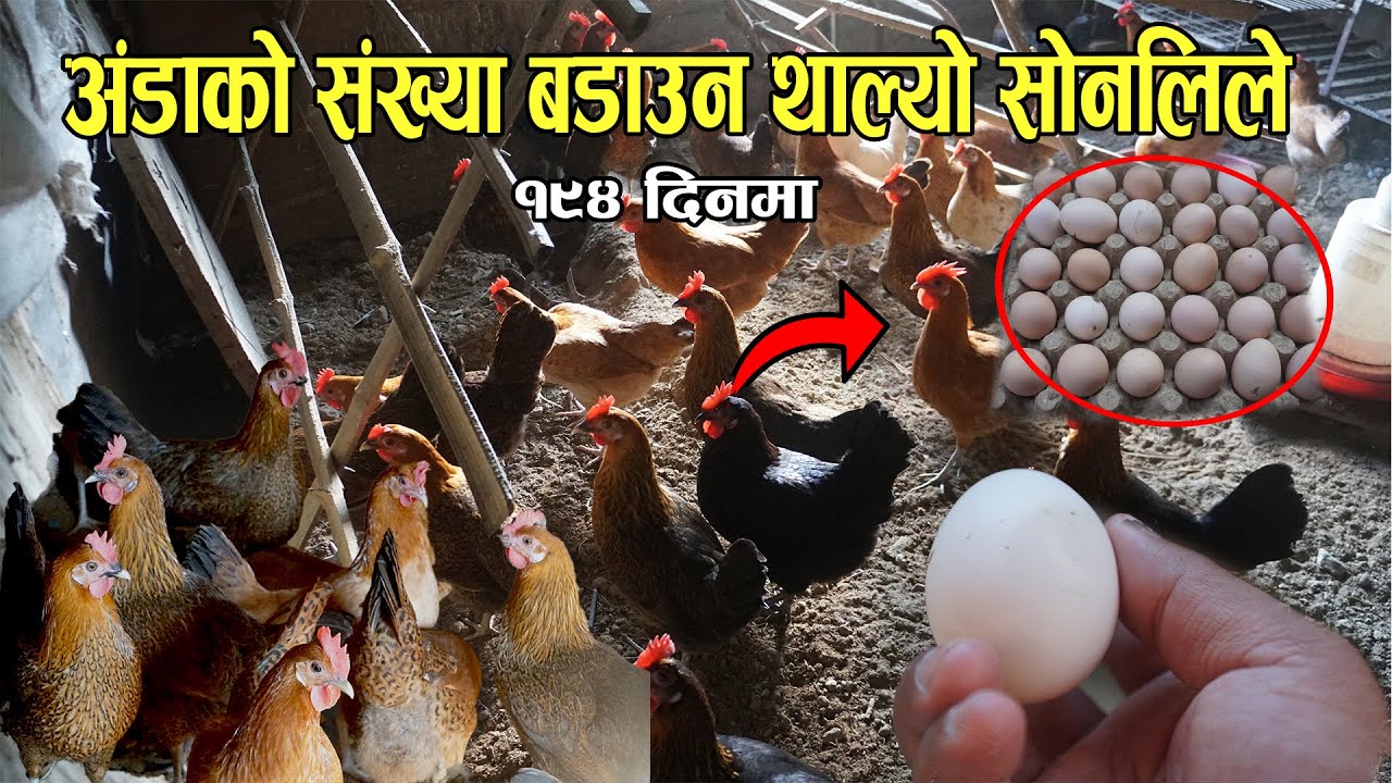 अंडाको संख्या बढाउन थाल्यो सोनालीले - update sonali chicken - sonali poultry farm business plan