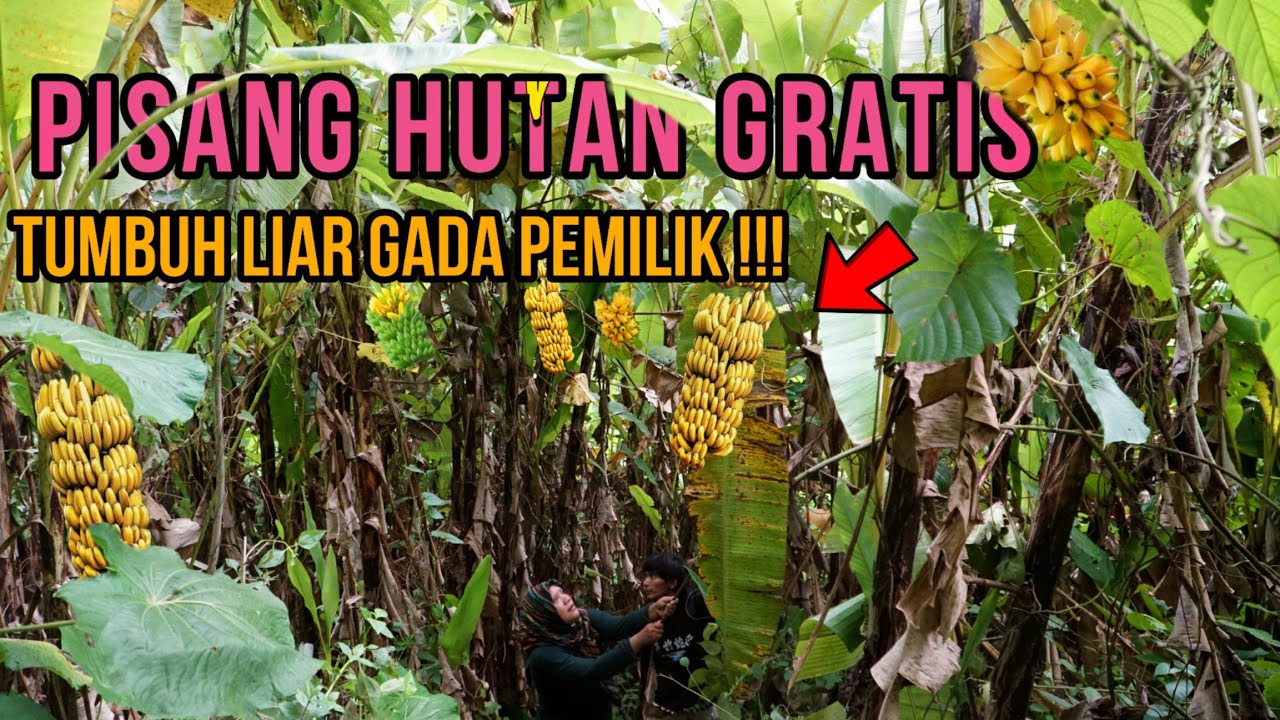 Ribuan Pohon Pisang Tumbuh Secara Liar Ditengah Hutan Tanpa Pemilik