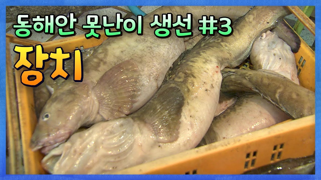 동해안 못난이 생선 시리즈 #3 '장치(벌레문치)' #말린_장치 #장치찜 [어영차바다야]