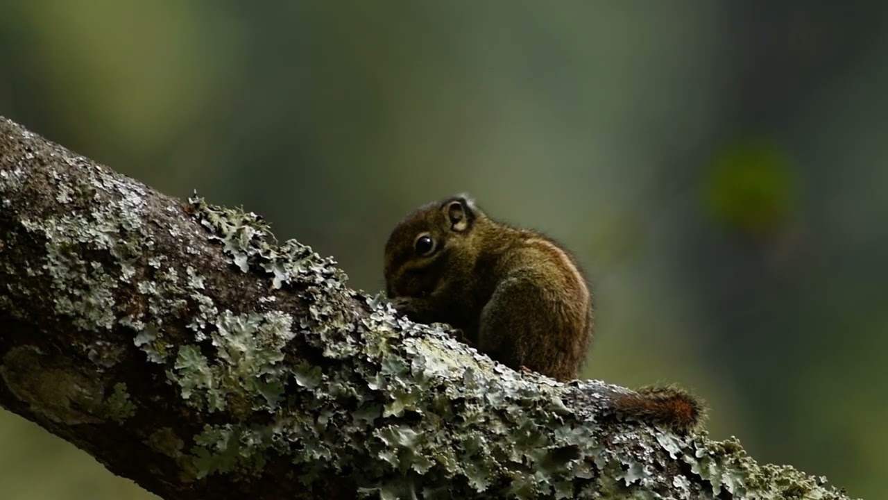 Formosan striped squirrel