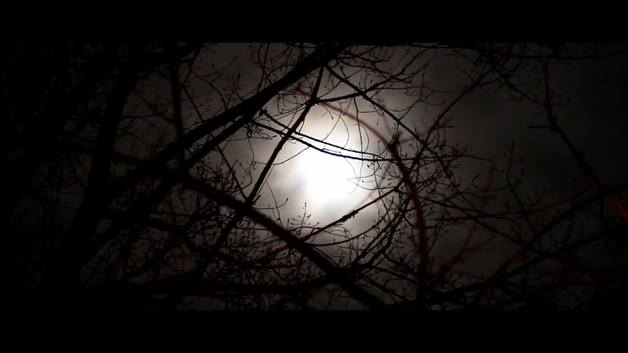 Moonlight in a Silent Forest (12 Minutes)