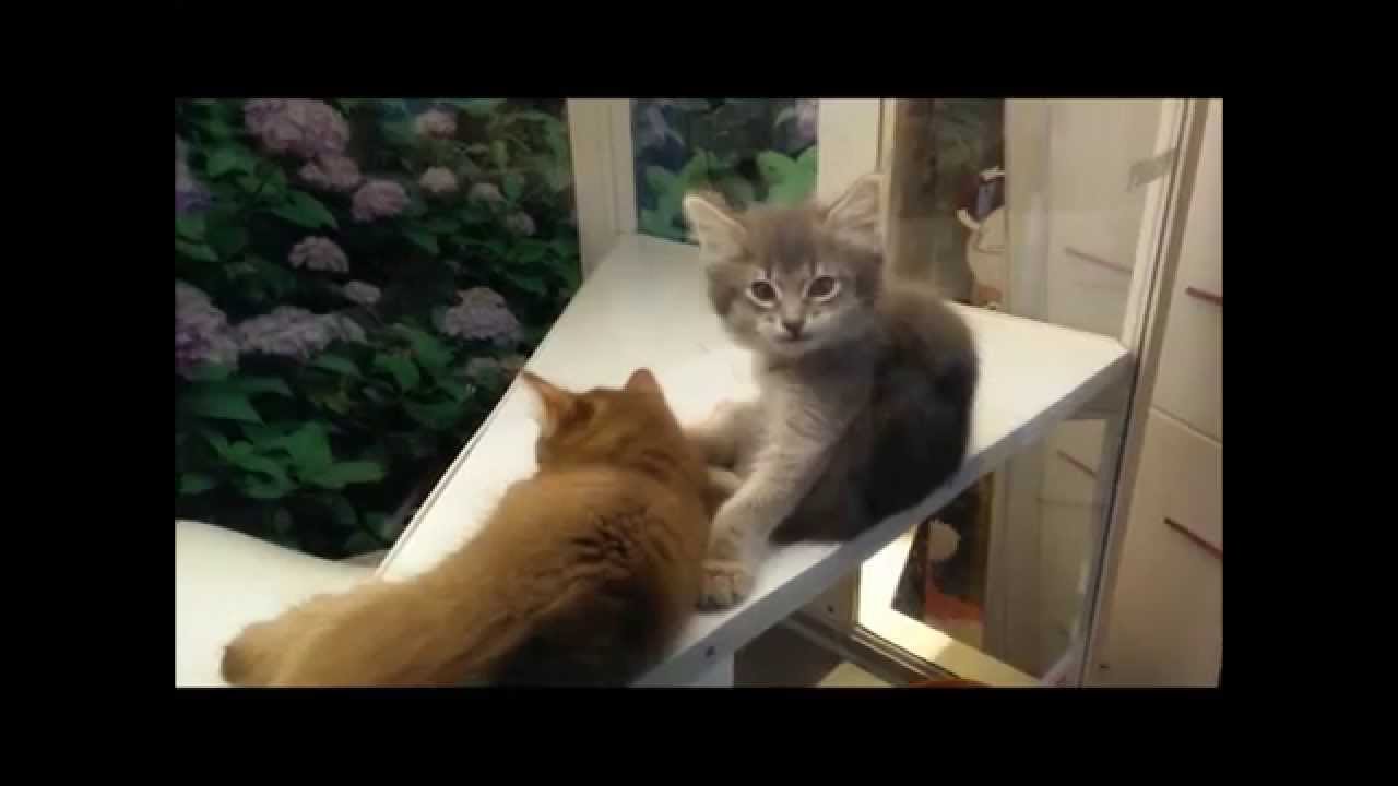 Chatons mignons joueurs