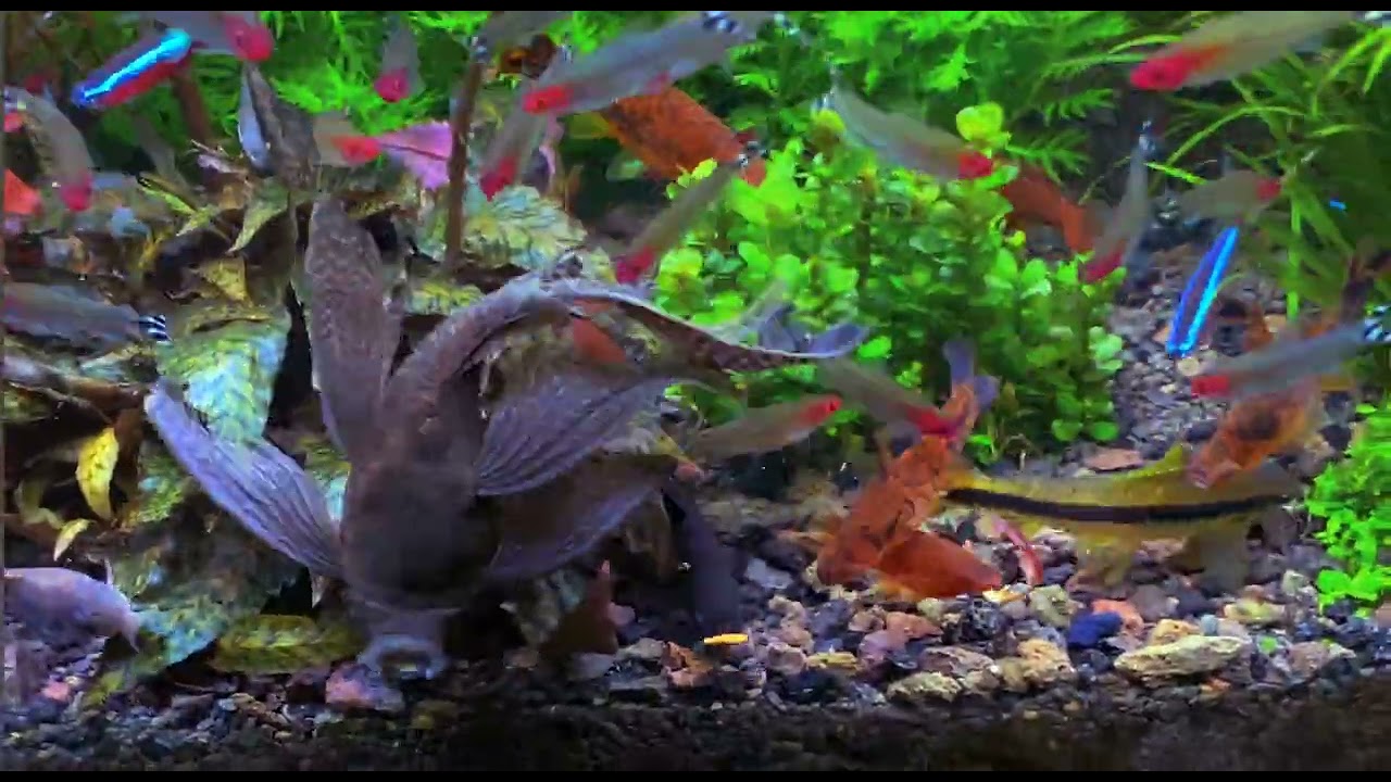 Акваріум 400л.2026р . aquarium 400l