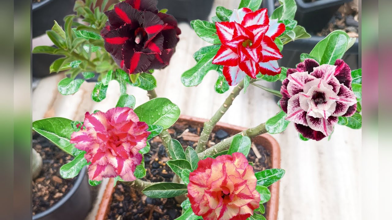Rosa do Deserto 🌻 fazendo uma matriz de cinco cores + replantio 🙌🤗🌺🥰