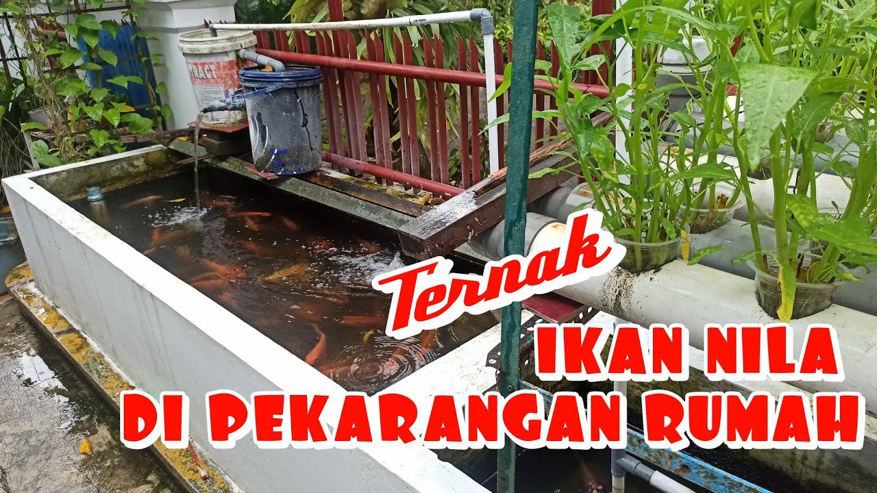 Ternak ikan nila di pekarangan rumah
