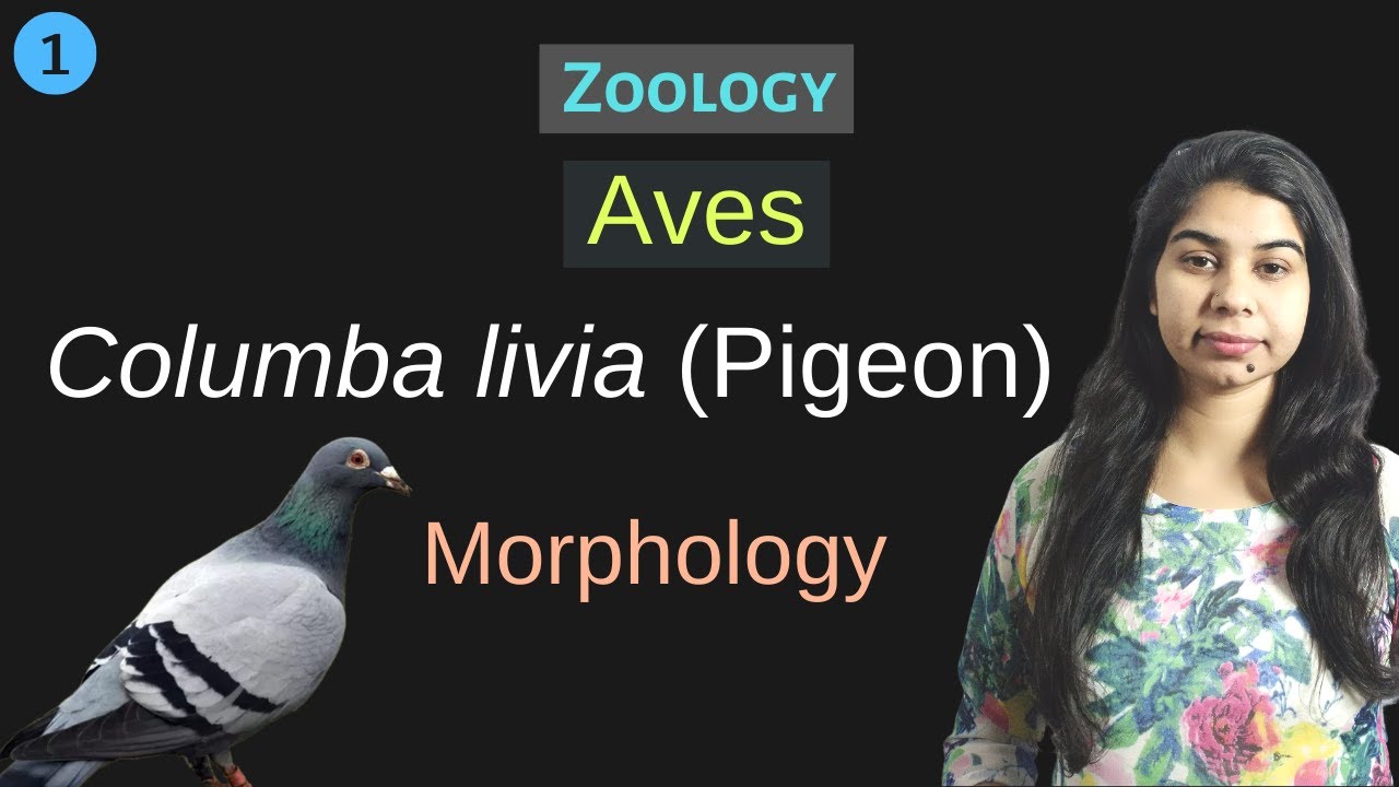 AVES: Columba livia (Pigeon) || Morphology || B. Sc. 2nd year || Zoology