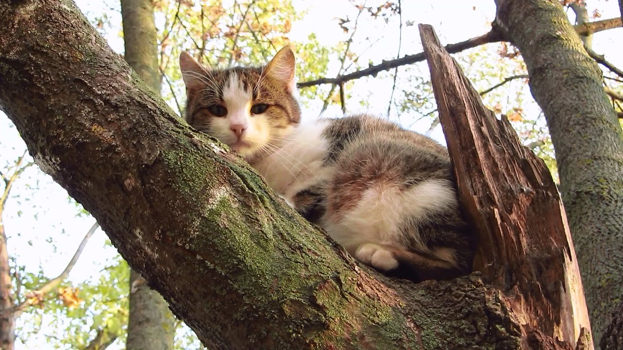 Cat climbing down tree runs away from me