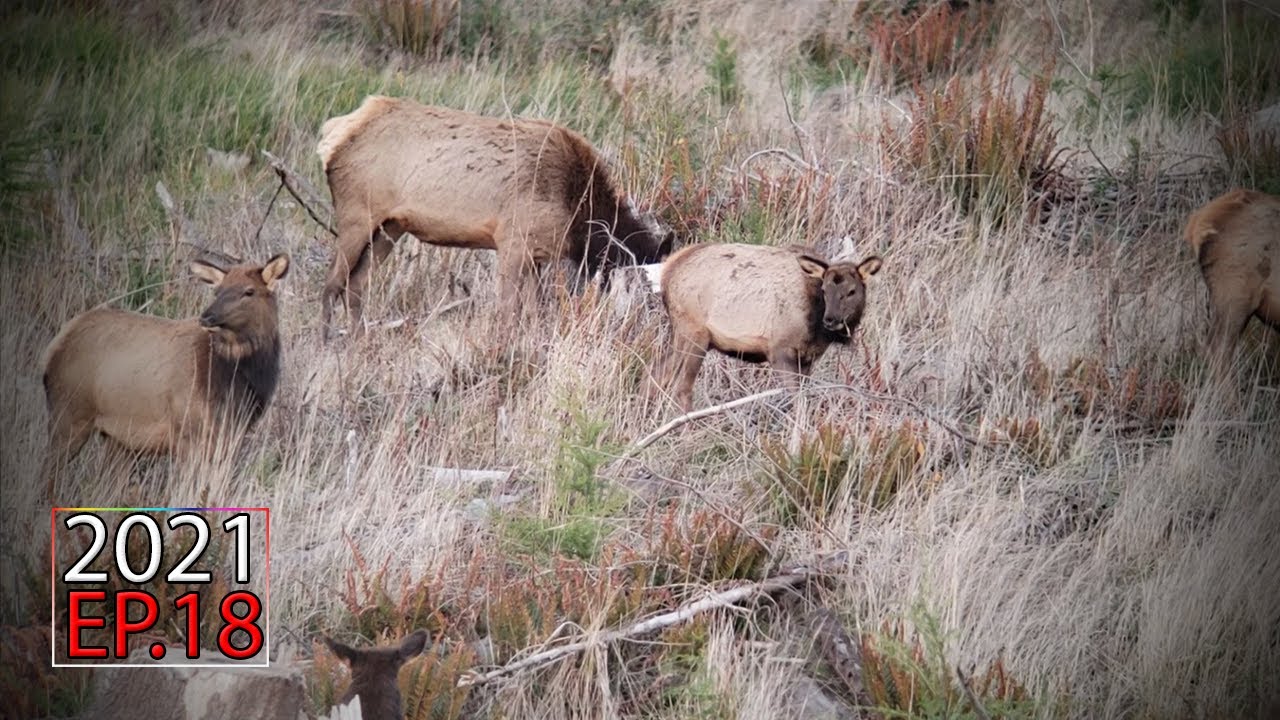 Elk at Dawn - Late Season Roosevelt Elk Hunt (Part 1) | 2021 Hunting Season EP.18