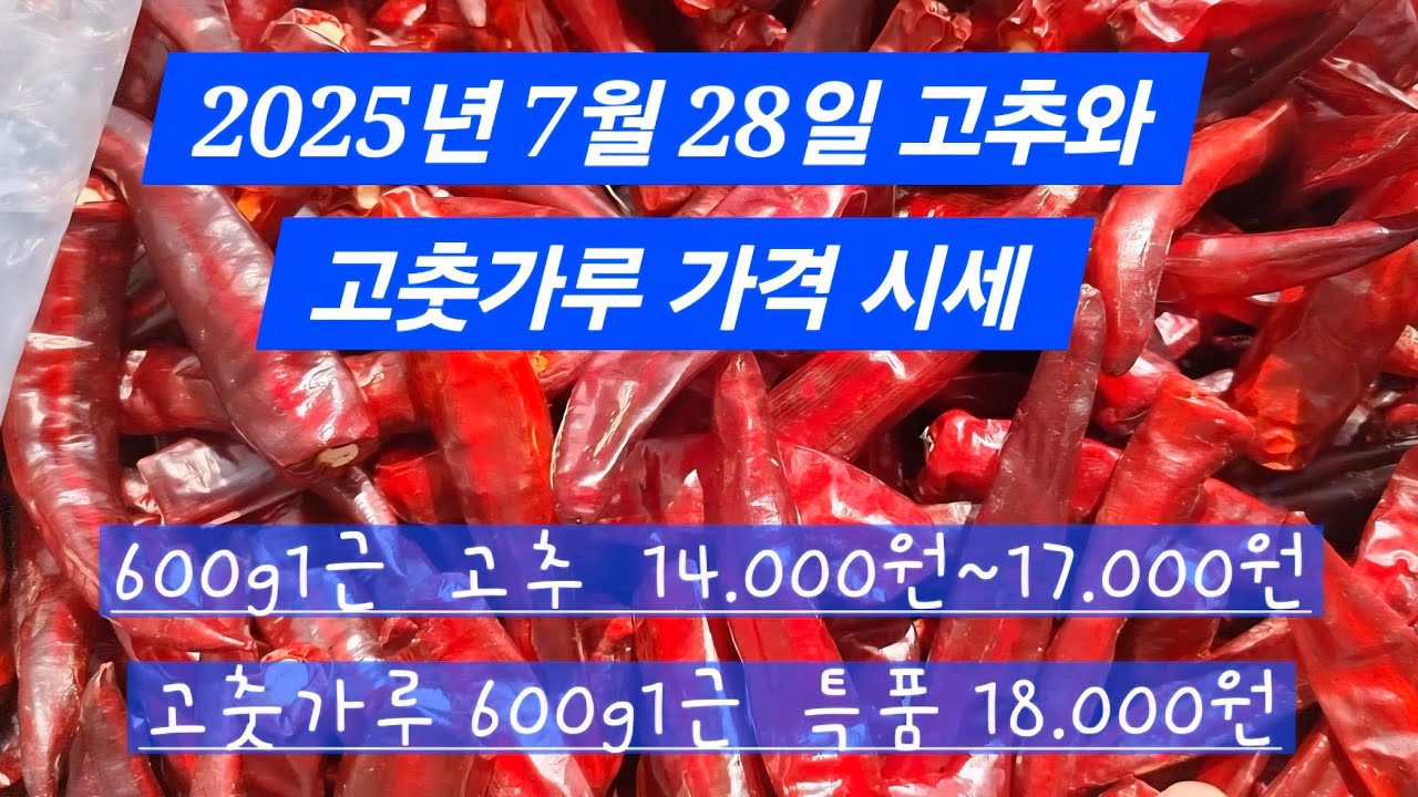 25년7월28일 고추시세 가격 고춧가루 600g1근 가격과 햇고추 햇고춧가루 판매 참기름행사