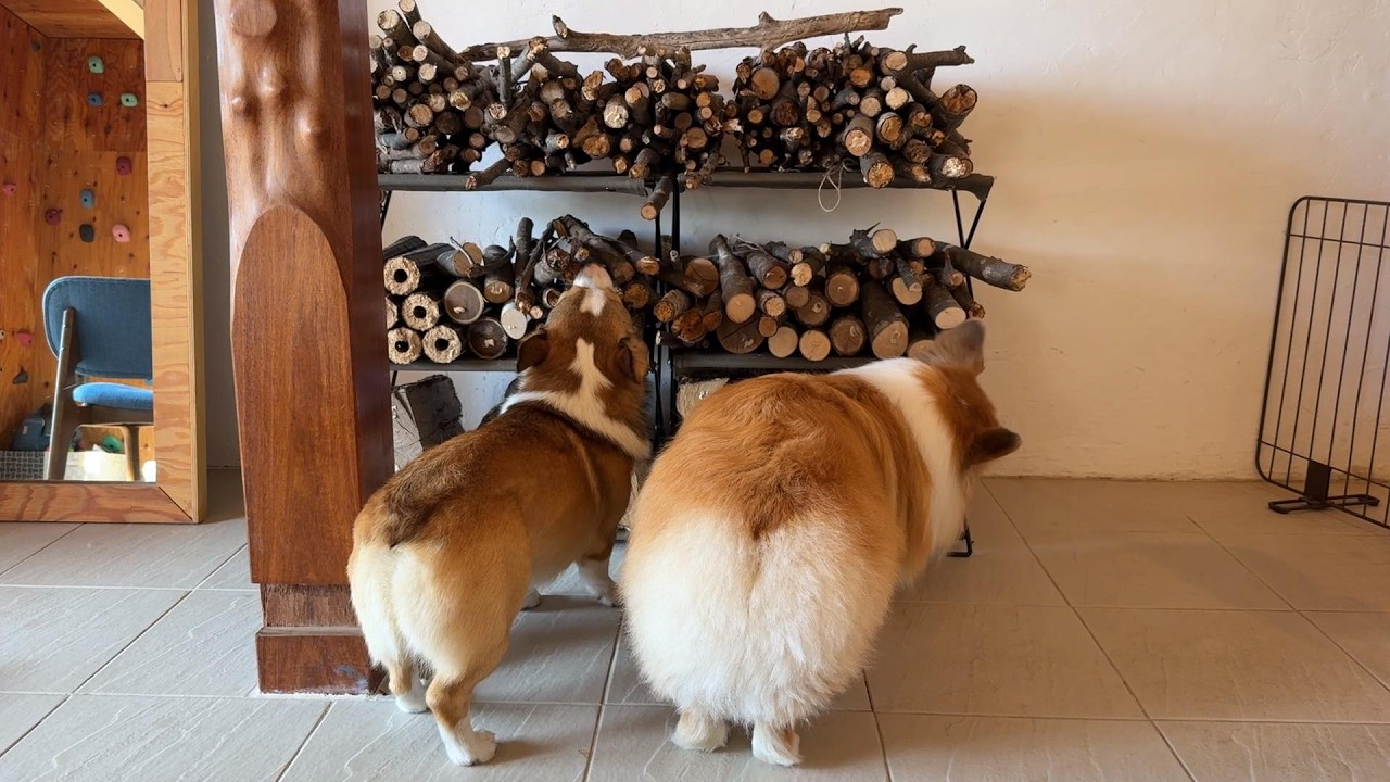 犬が集めた「木の棒」を新居に並べてみた結果…