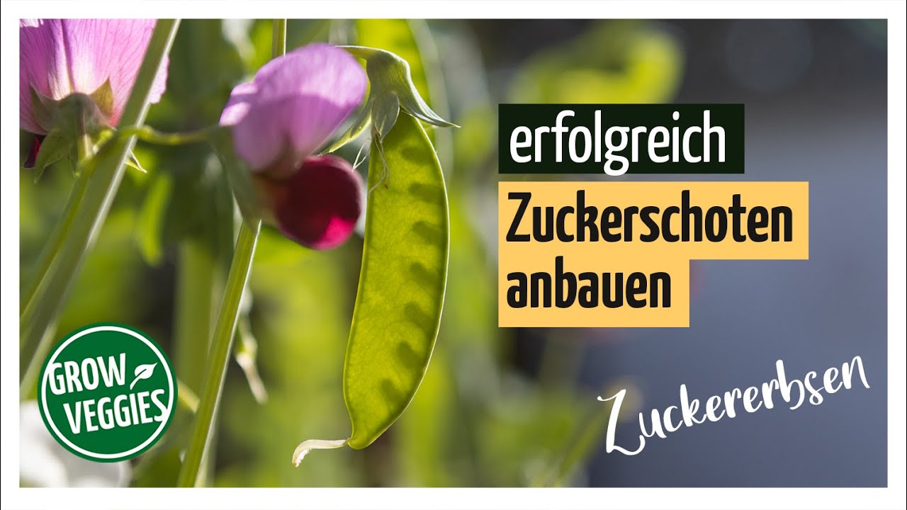 Zuckererbsen anbauen | Gemüseanbau im Garten | Zuckerschoten