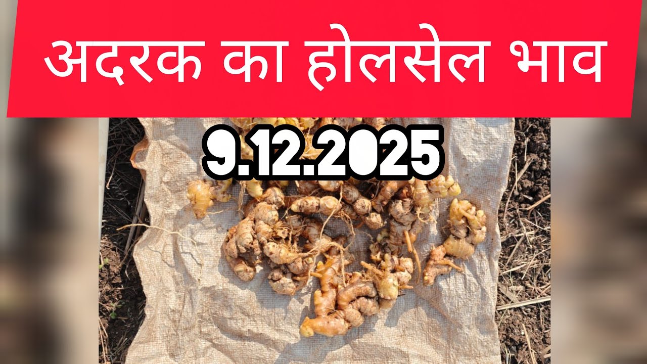 9 December 2025 अदरक का होलसेल भाव, Ginger price today,adrak bajar bhav
