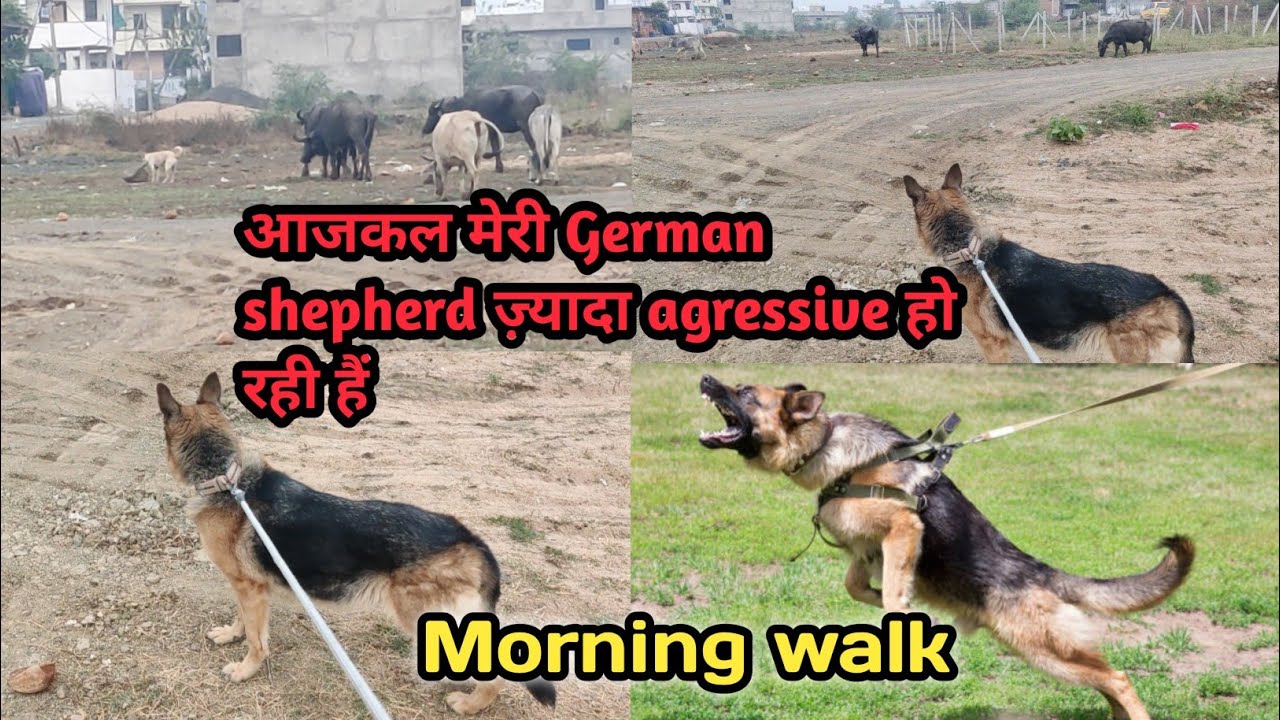 27 Feb 2026 morning walk 💥 आजकल मेरी German shepherd ज़्यादा ही agressive हो रही हैं 💥 