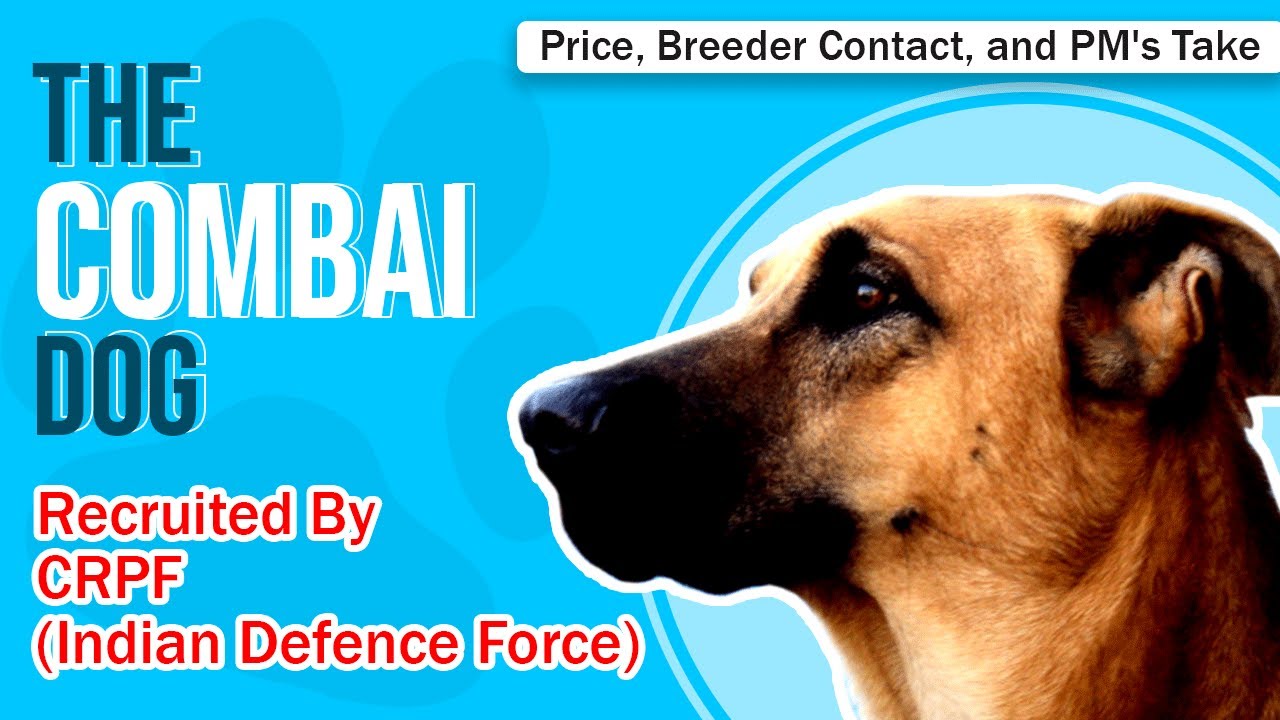 Combai (Kombai) Dog Price in India, Combai Breeders, Combai Apartment Friendliness, and a lot more!