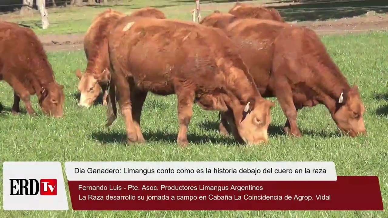 Dia Ganadero: Limangus conto como es la historia debajo del cuero de la raza