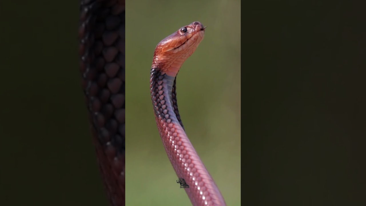 Red Spitting Cobra &ndash; The Fiery Serpent 🐍🔥