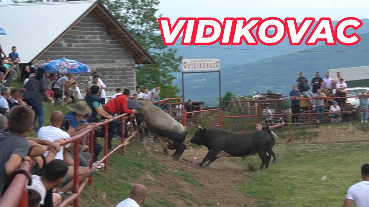 BIKOVI  PROBILI  OGRADU  ( VIDIKOVAC 2024 )