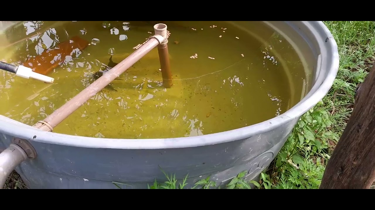 Peixes  me sacaniou  não  comeu