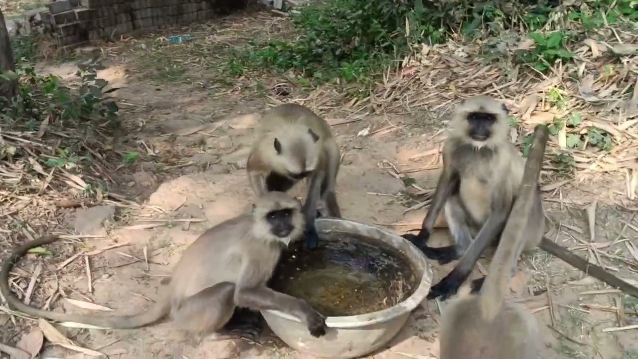  Funny video Monkey water drinking 💦💦