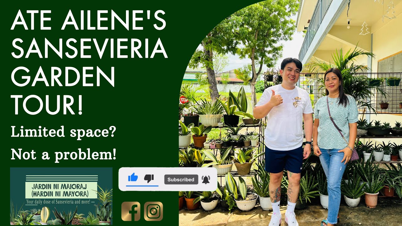 Visiting Ate Ailene’s Sansevieria Collection in Lapu-Lapu City, Cebu!🫶🏾