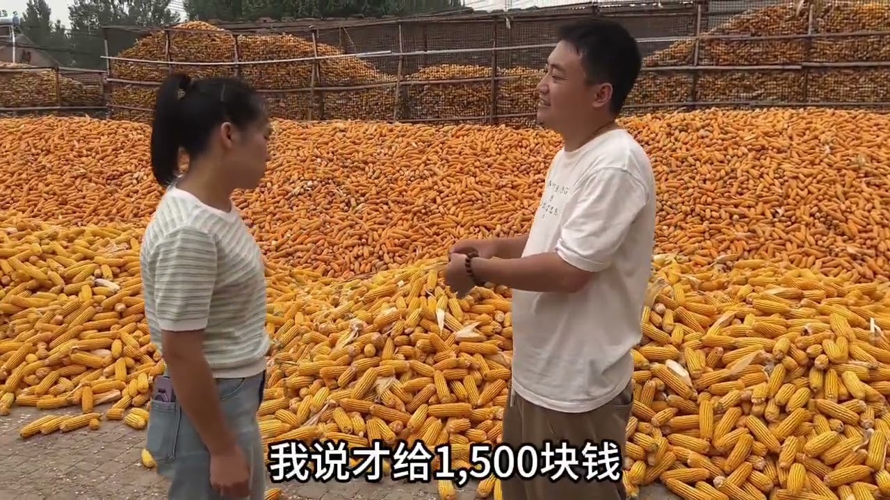 秋天收的，这都冬天了才敢更出来没办法，真正下乡一线真的不容易 一线下乡古董古玩收货淘宝记录 