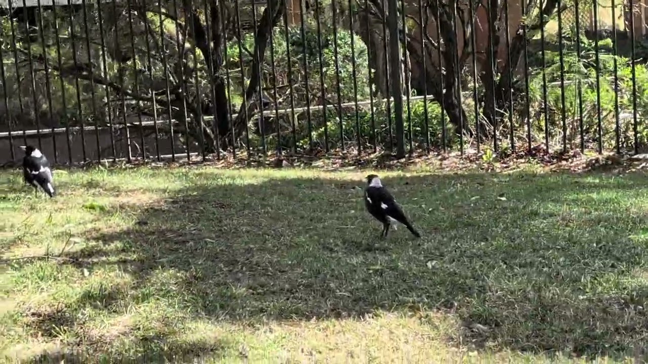 3 Magpies 
