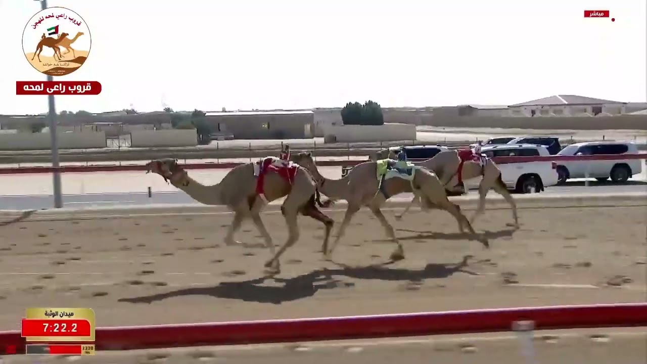 الشوط 3..الشامي لـ مبارك سالم الكعم العامري 12:57:27 ( تمهيدي الوثبة 2026 )