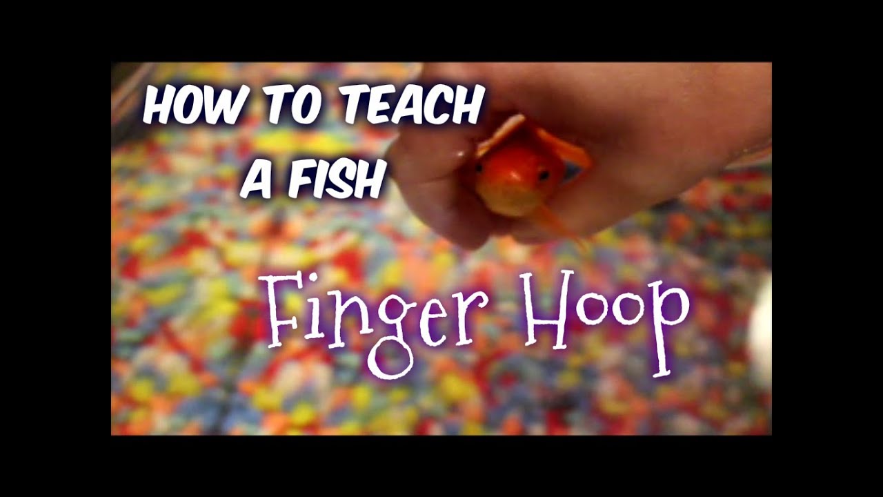 How to Teach a Fish: Swim Through Finger Hoop