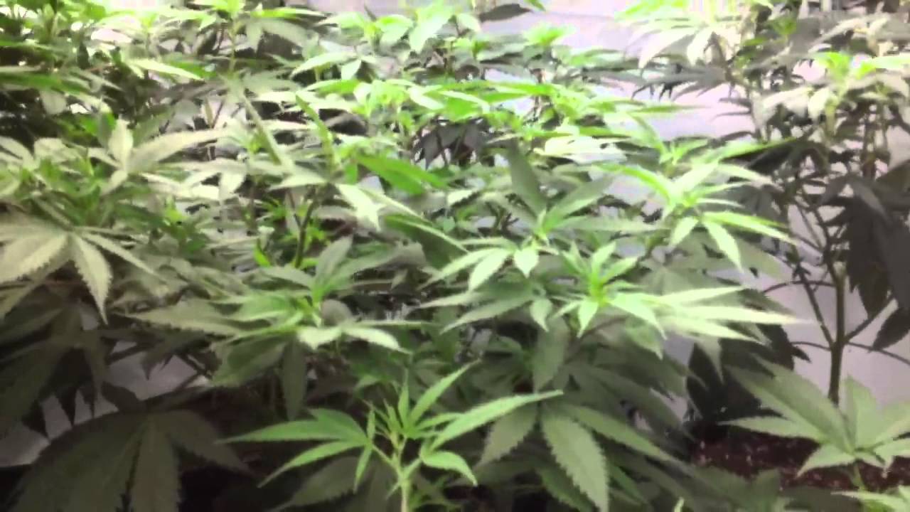Cannatopia 4.1
