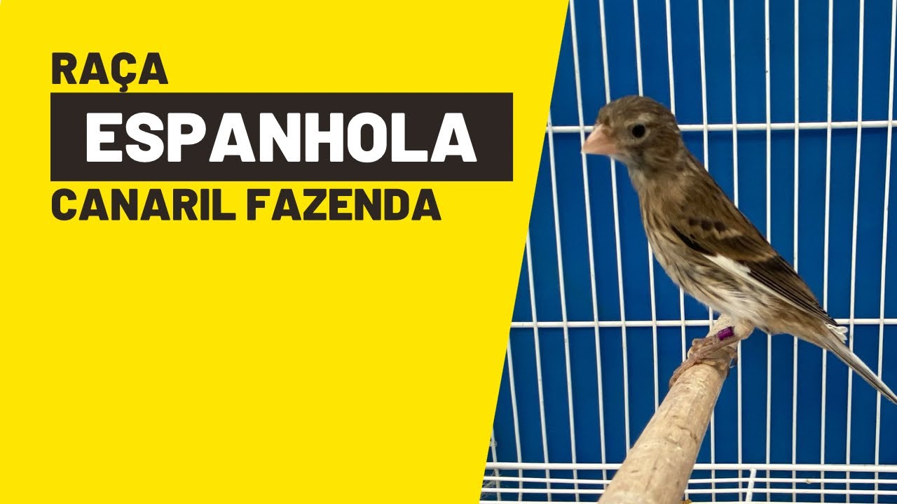 RAÇA ESPANHOLA DO CANARIL FAZENDA