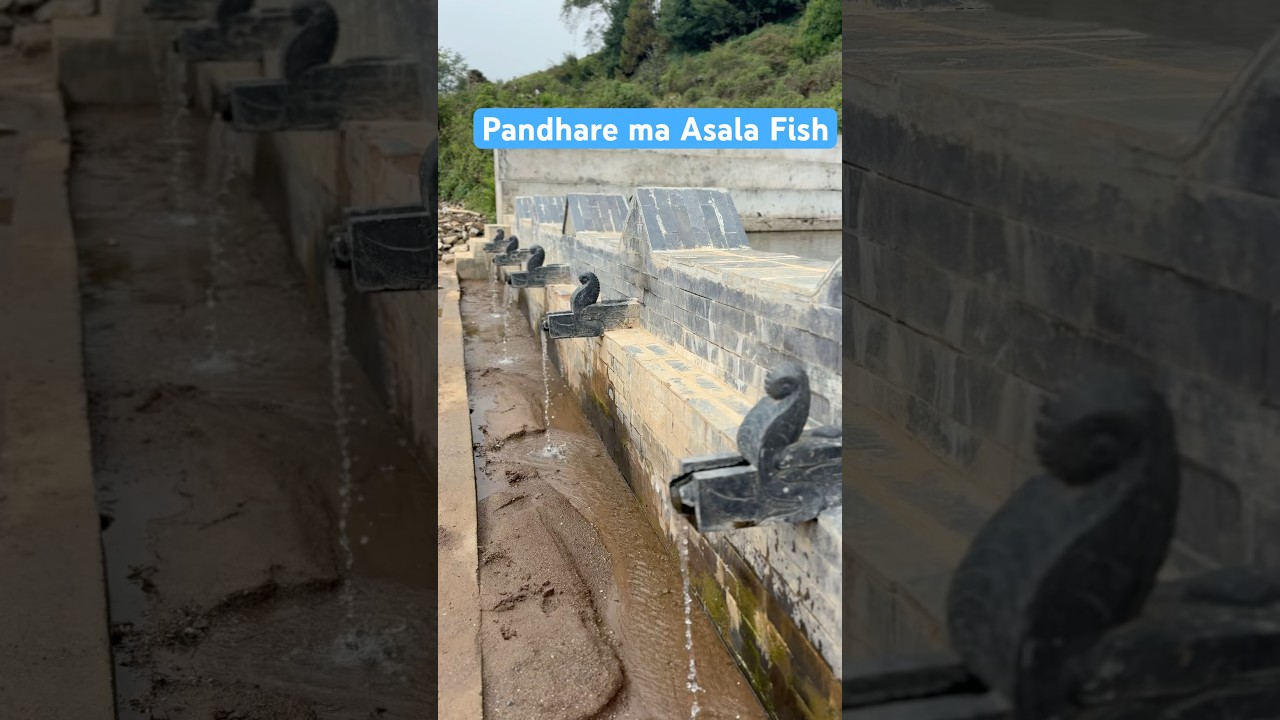 Asala machha 