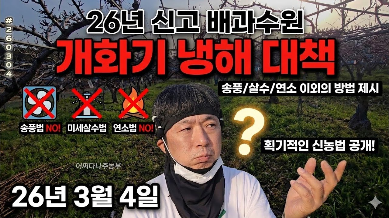 26년 신고 배과수원 개화기 냉해 대책 - 26년 3월 4일 나주 금천 신고배 과수원 일지 p260304