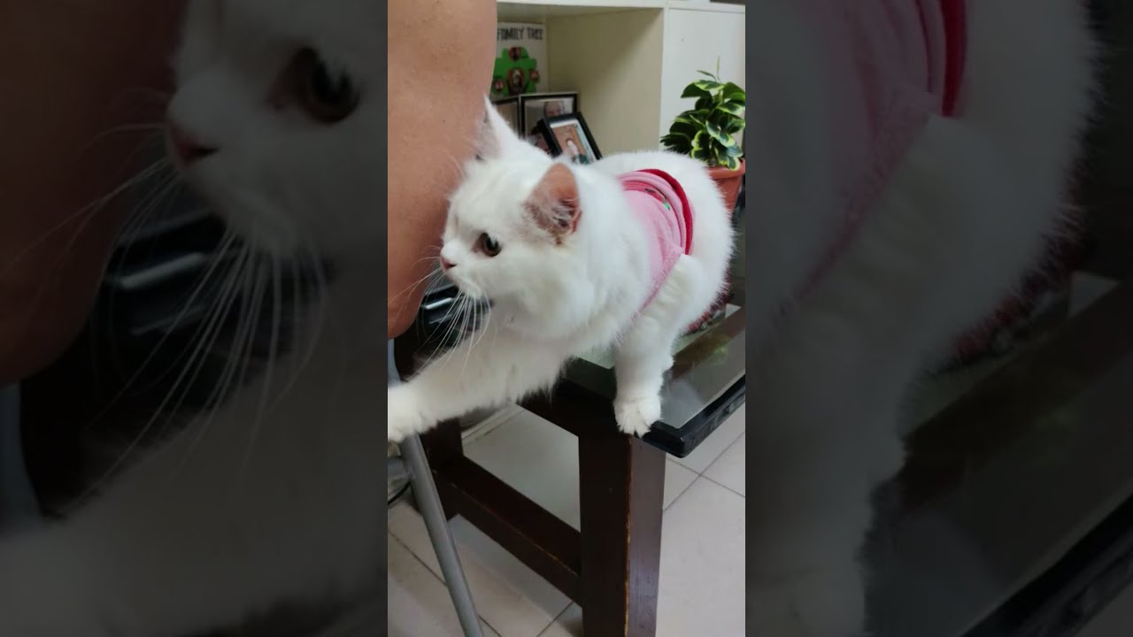 Pamilya Aclan sa Oman is live! KITKAT 😻