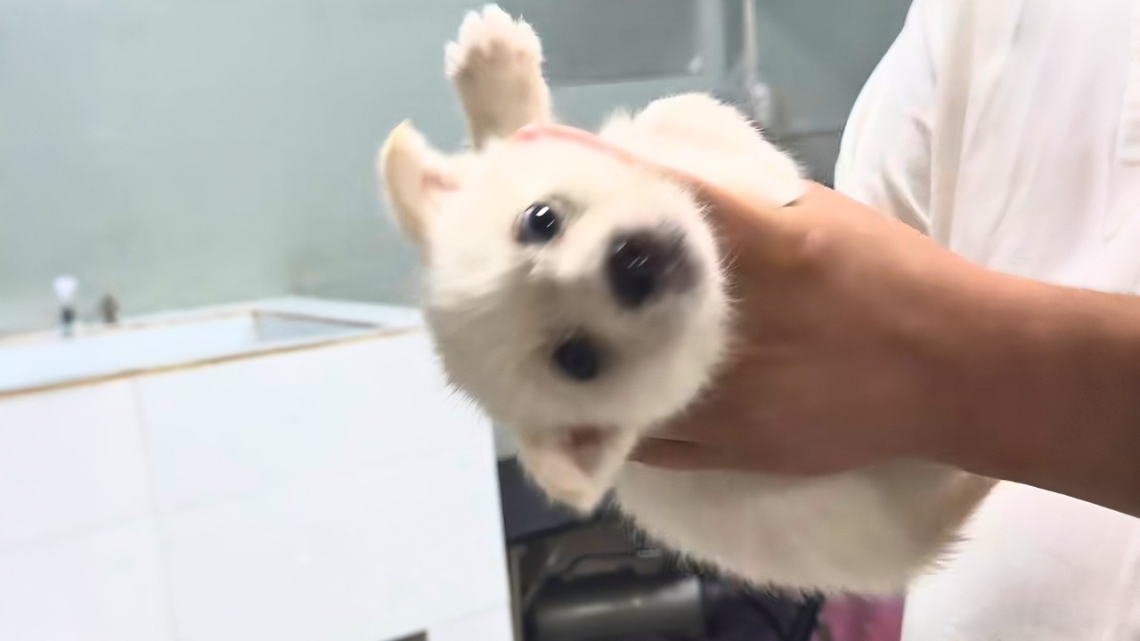 Stray puppy was starving and terrified in the trash, now she’s my white angel