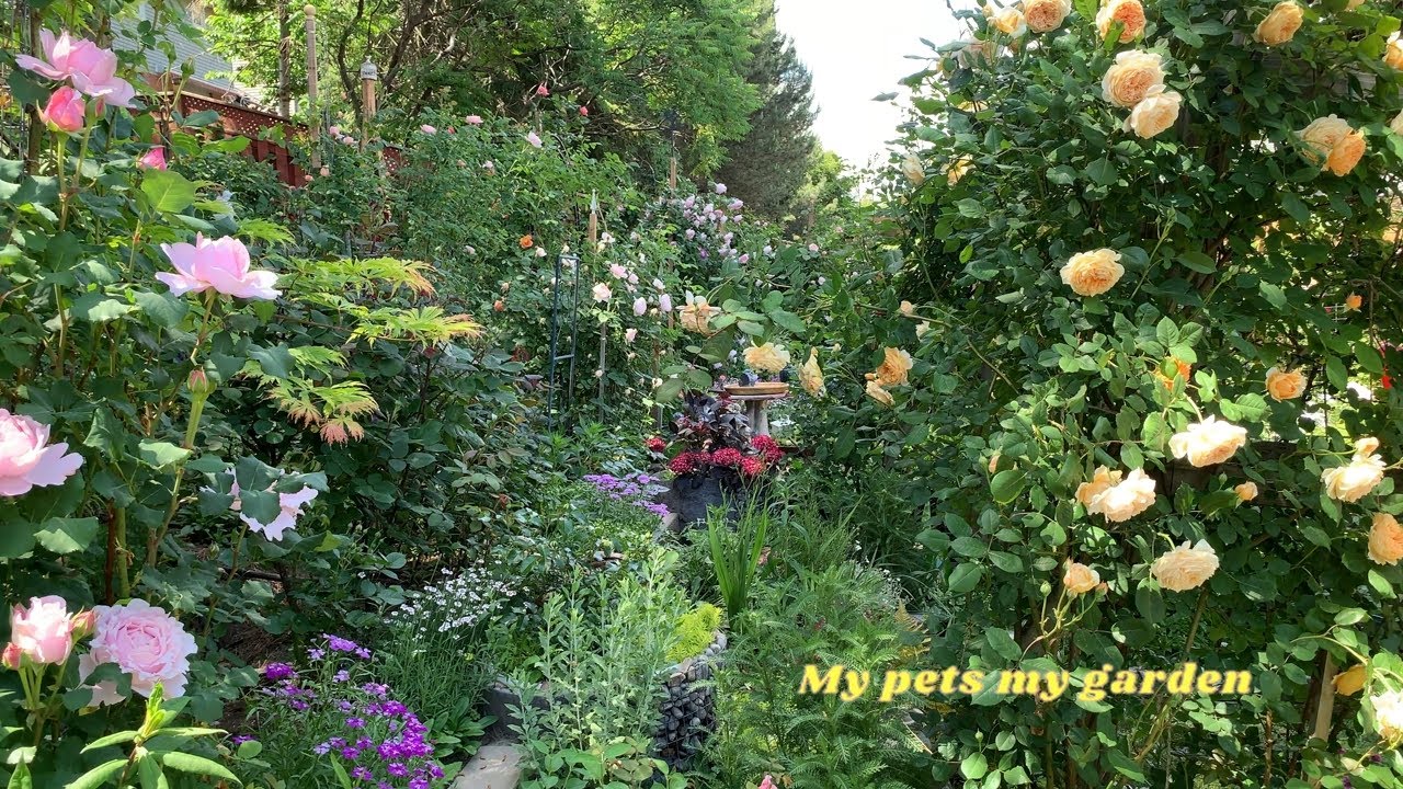 |June 18–19 Crown Princess Margareta & Sophie Rochas|#dogs|#cats| #rose|#healing|#My pets my garden|