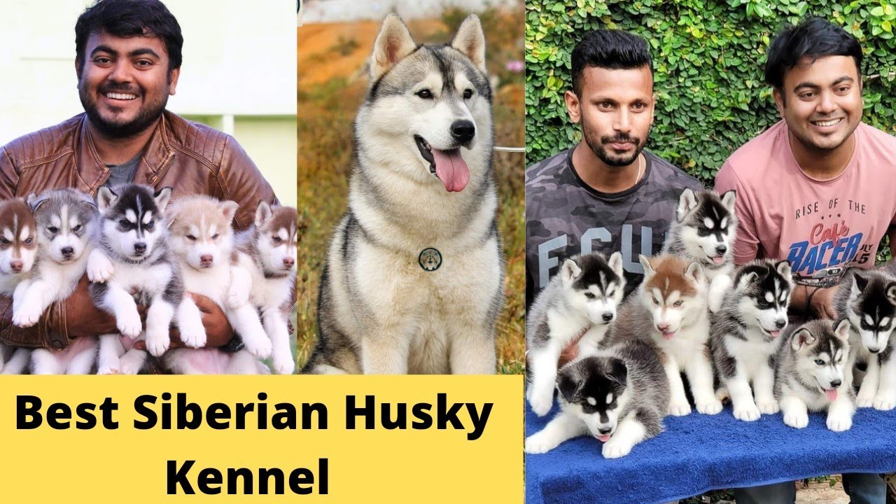 സൈബീരിയൻ ഹസ്കി ഡോഗ്സിനെ വാങ്ങാം|Top Quality Siberian Husky Kennel|Romantika Kennel