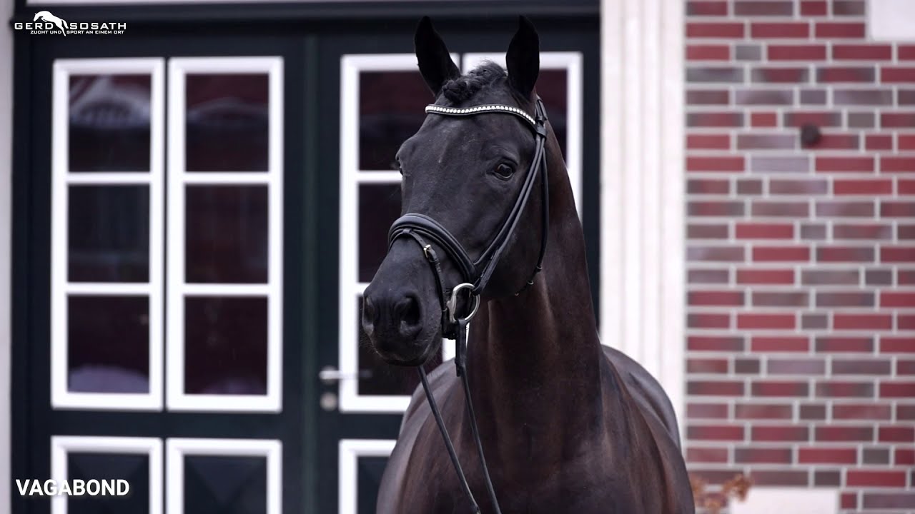 Vagabond *2015 by Vagabond de la Pomme x C-Indoctro (Sosath Stallion Show 2021)