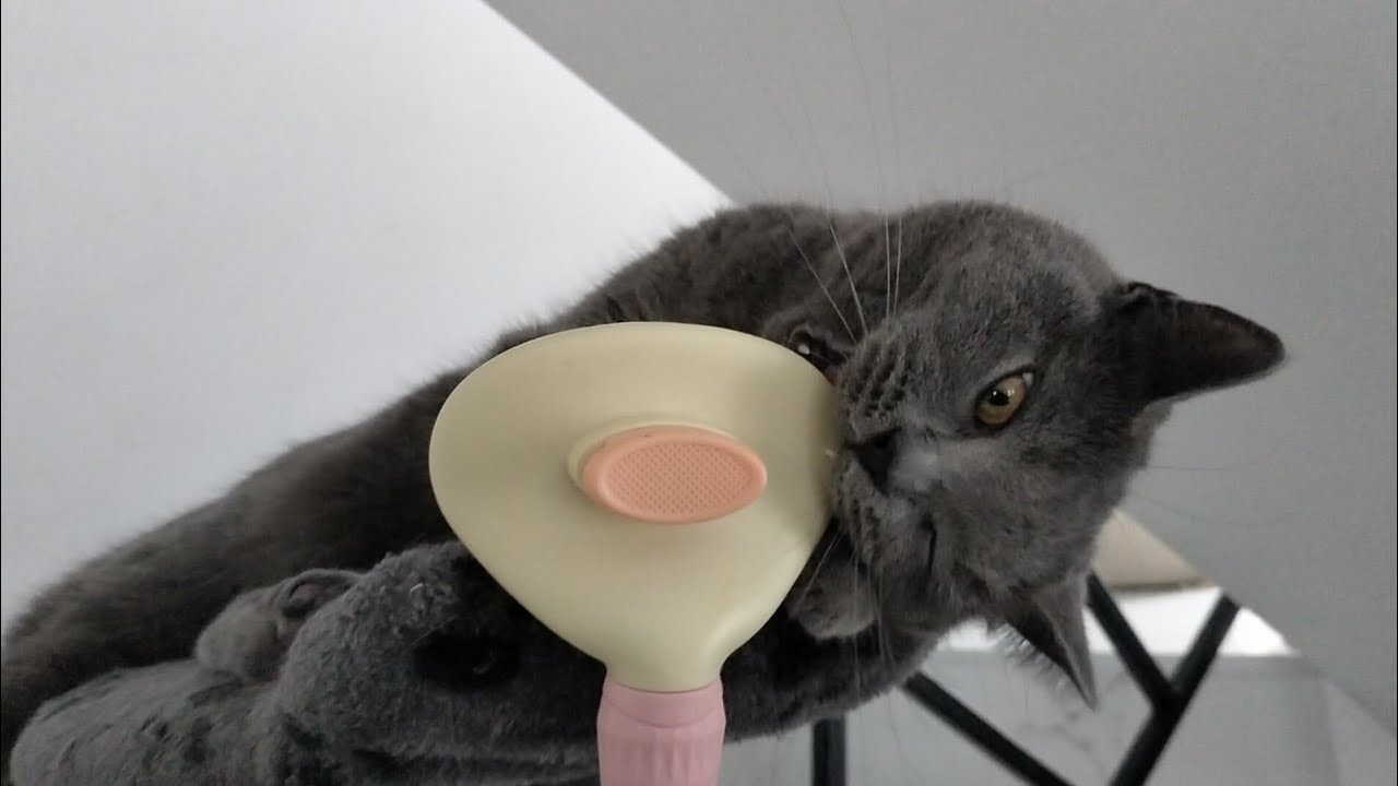 I Tried to Comb My Cat… Big Mistake 😳🐱