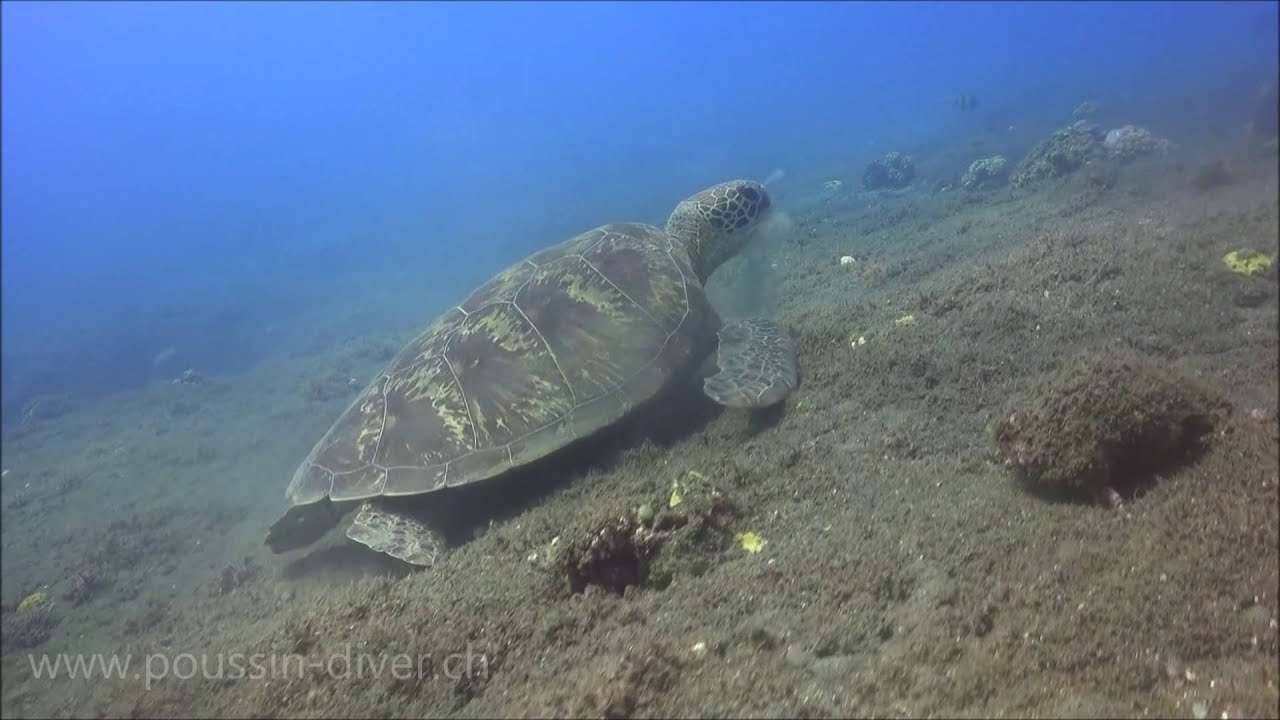 tortue verte - Chelonia mydas