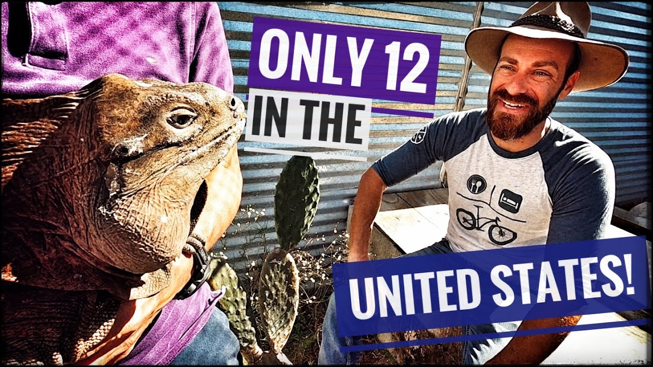 Breeding the Most Endangered Rock Iguana!