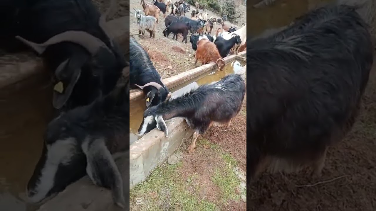 Danacı Köyü