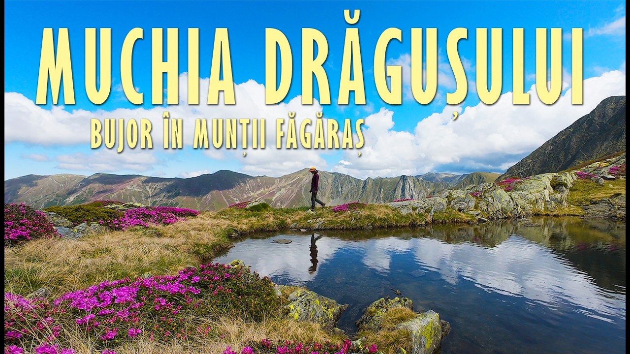 Munții Făgăraș | După Bujor de Munte pe Nemarcatul Muchia Drăgușului  (cu @OlivianPasiCuriosi)