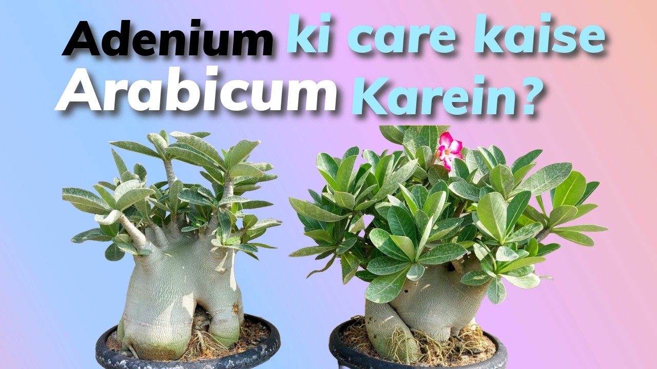 How to care Adenium Arabicam ?